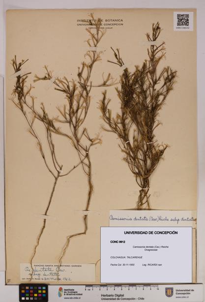 Camissonia dentata [Espécimen: UDEC:CONC:0009912]