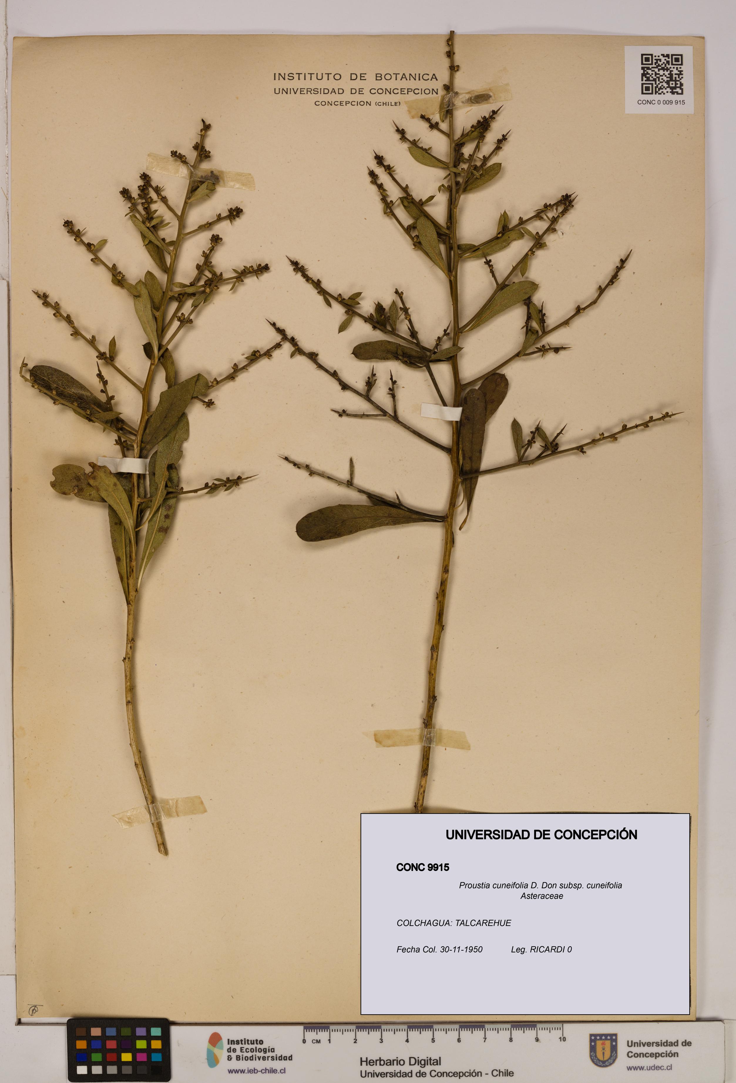 Proustia cuneifolia subsp. cuneifolia [Espécimen: UDEC:CONC:0009915]