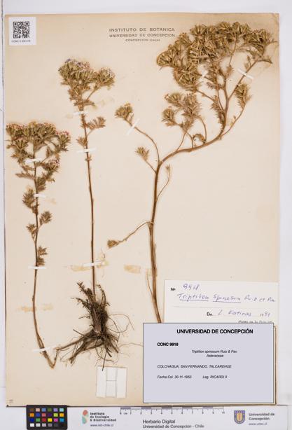Triptilion spinosum [Espécimen: ]