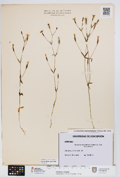 Centaurium cachanlahuen [Espécimen: UDEC:CONC:0009920]