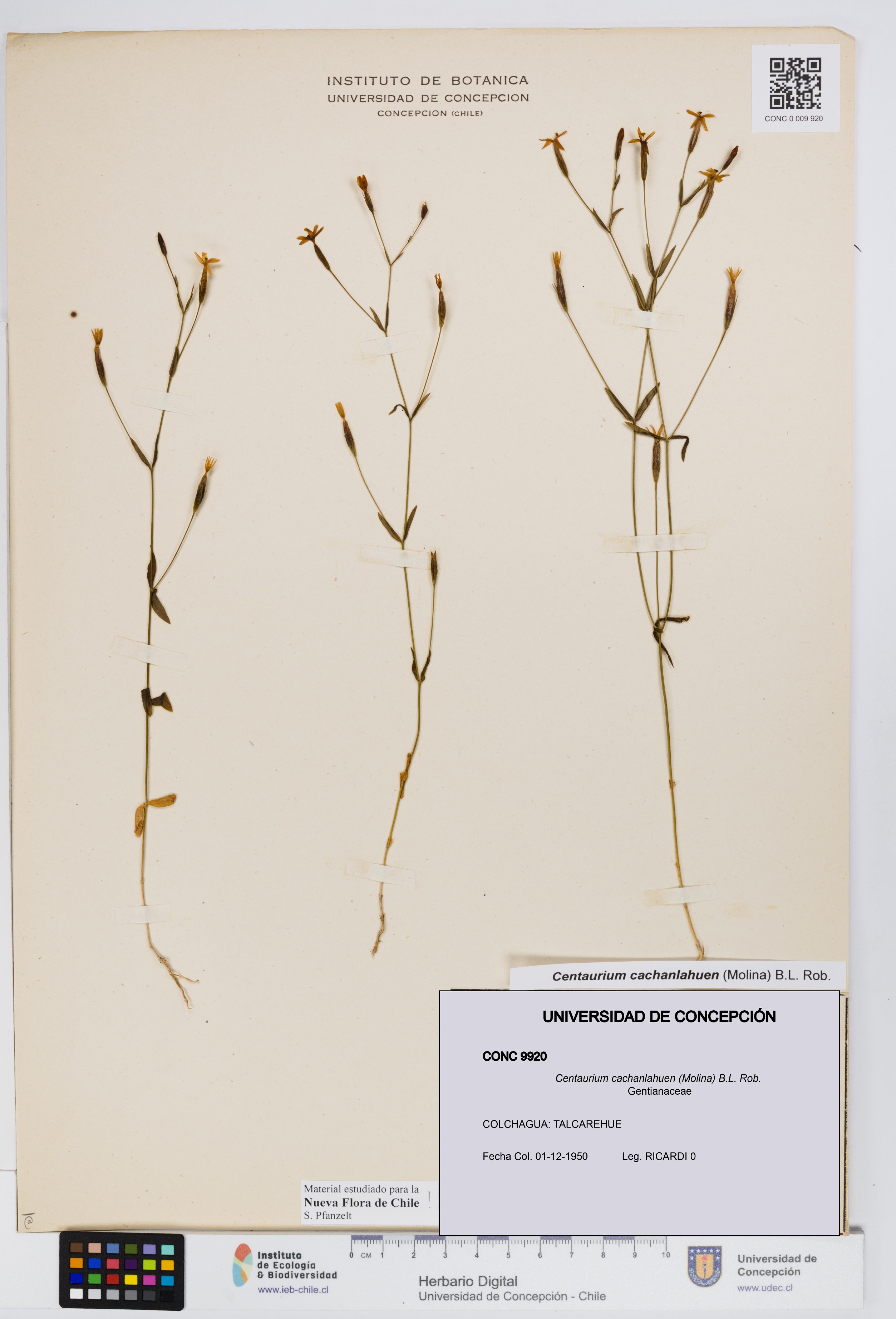 Centaurium cachanlahuen [Espécimen: UDEC:CONC:0009920]