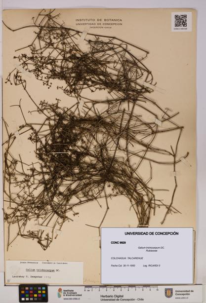Galium trichocarpum [Espécimen: UDEC:CONC:0009929]