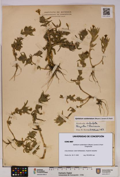 Epilobium subdentatum [Espécimen: UDEC:CONC:0009937]