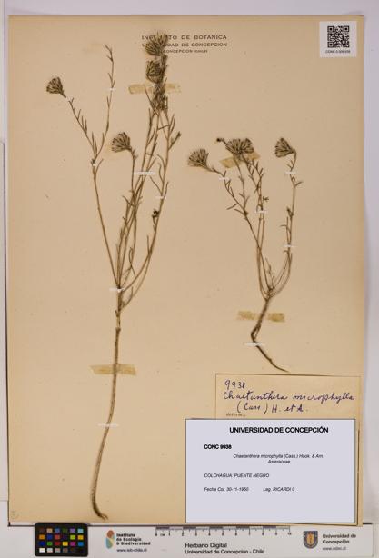 Chaetanthera microphylla [Espécimen: UDEC:CONC:0009938]