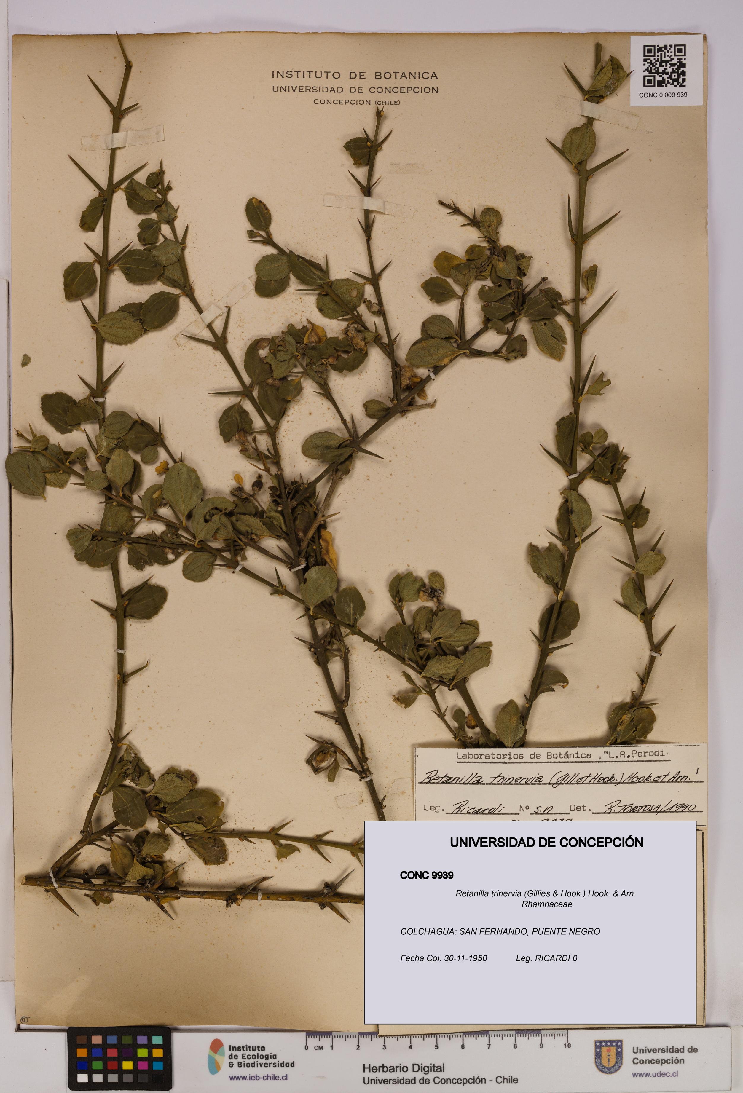 Retanilla trinervia [Espécimen: UDEC:CONC:0009939]