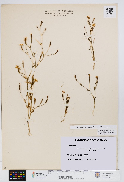 Centaurium cachanlahuen [Espécimen: UDEC:CONC:0009942]