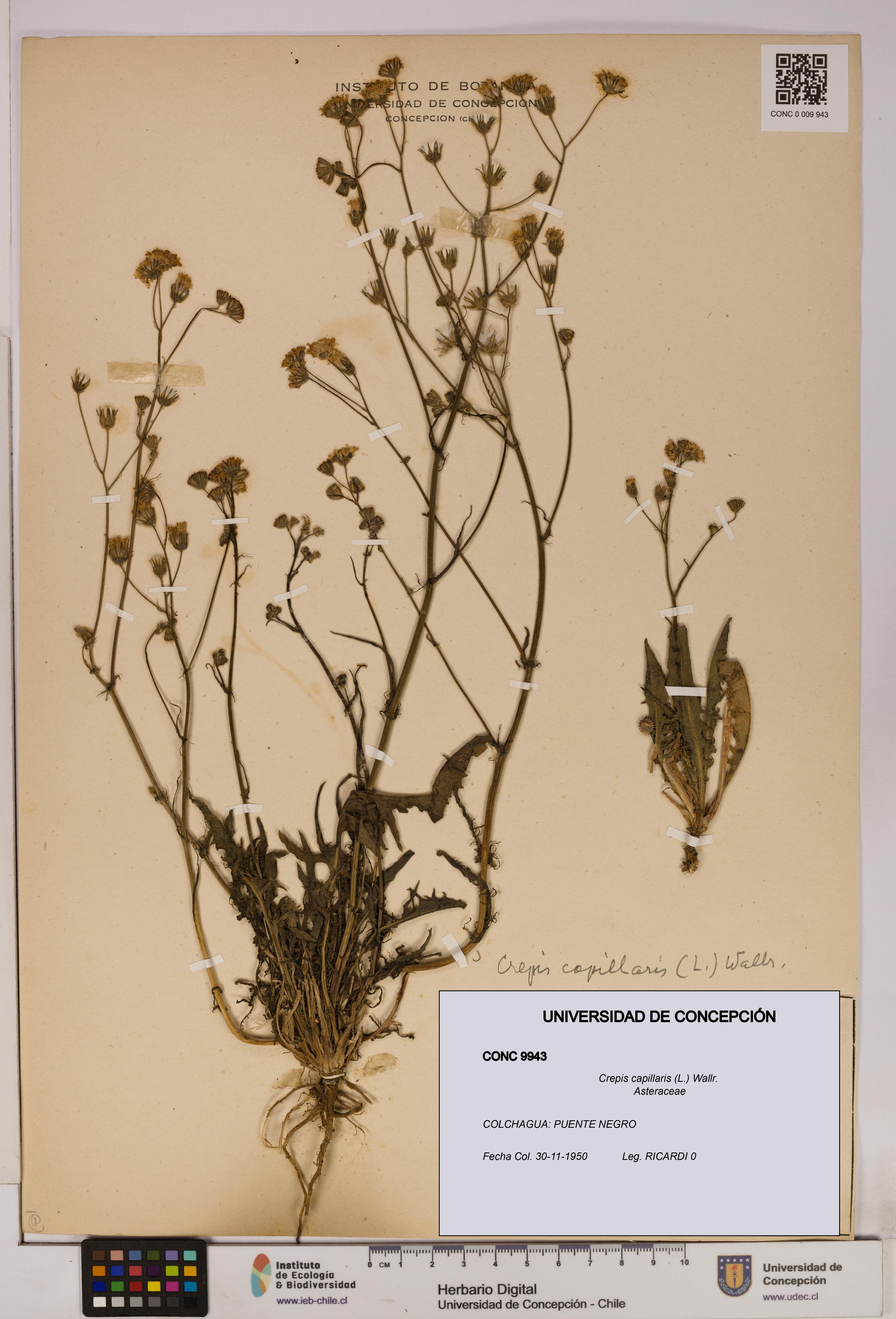 Crepis capillaris [Espécimen: UDEC:CONC:0009943]