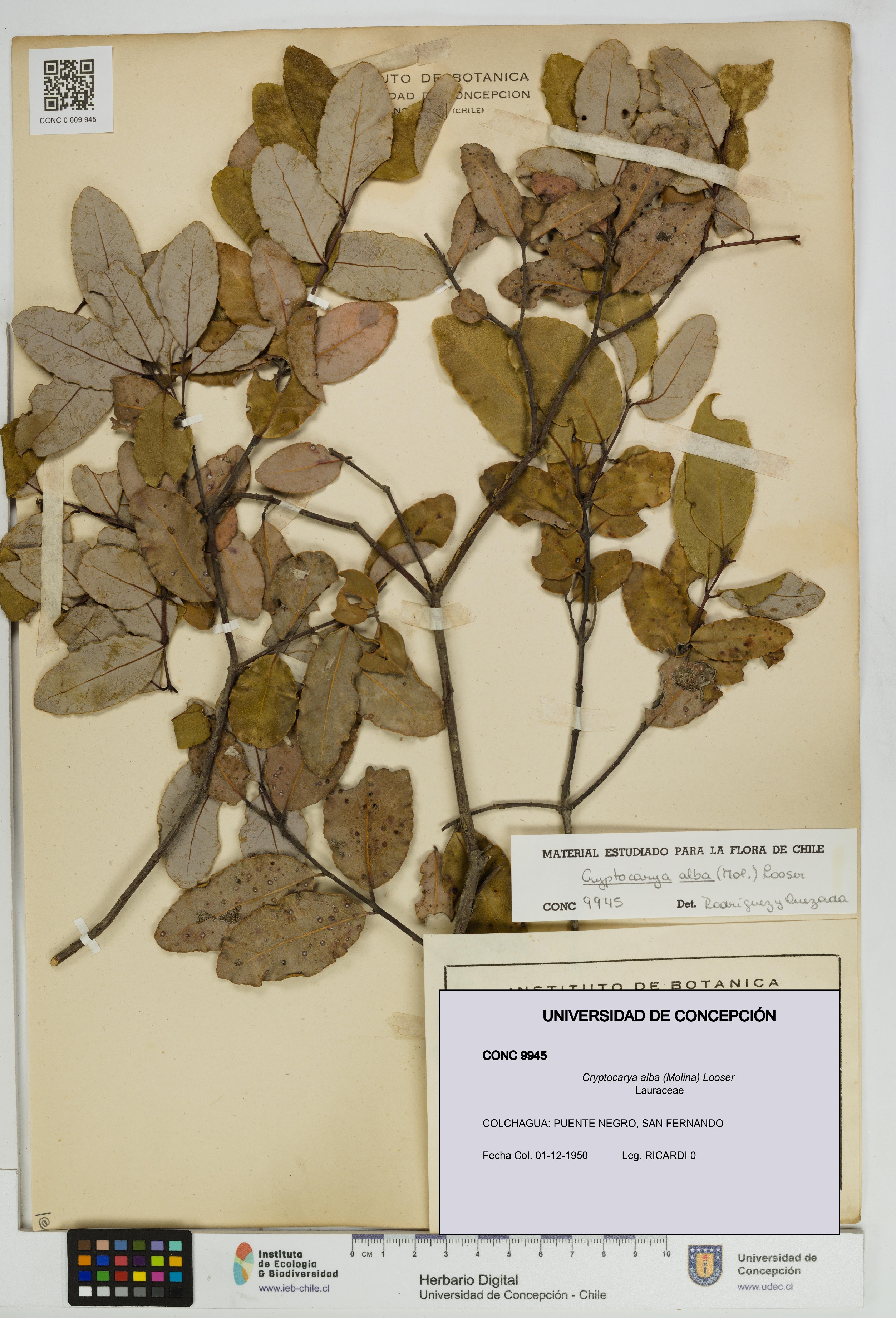 Cryptocarya alba [Espécimen: UDEC:CONC:0009945]
