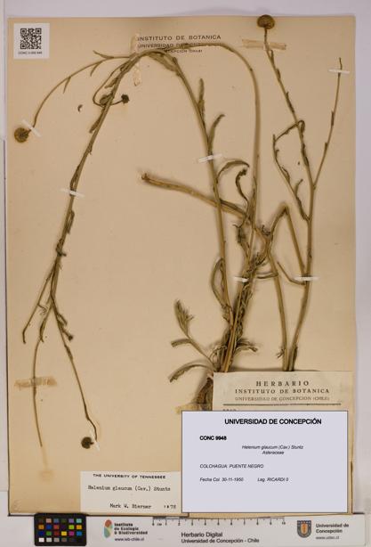 Helenium glaucum [Espécimen: UDEC:CONC:0009948]