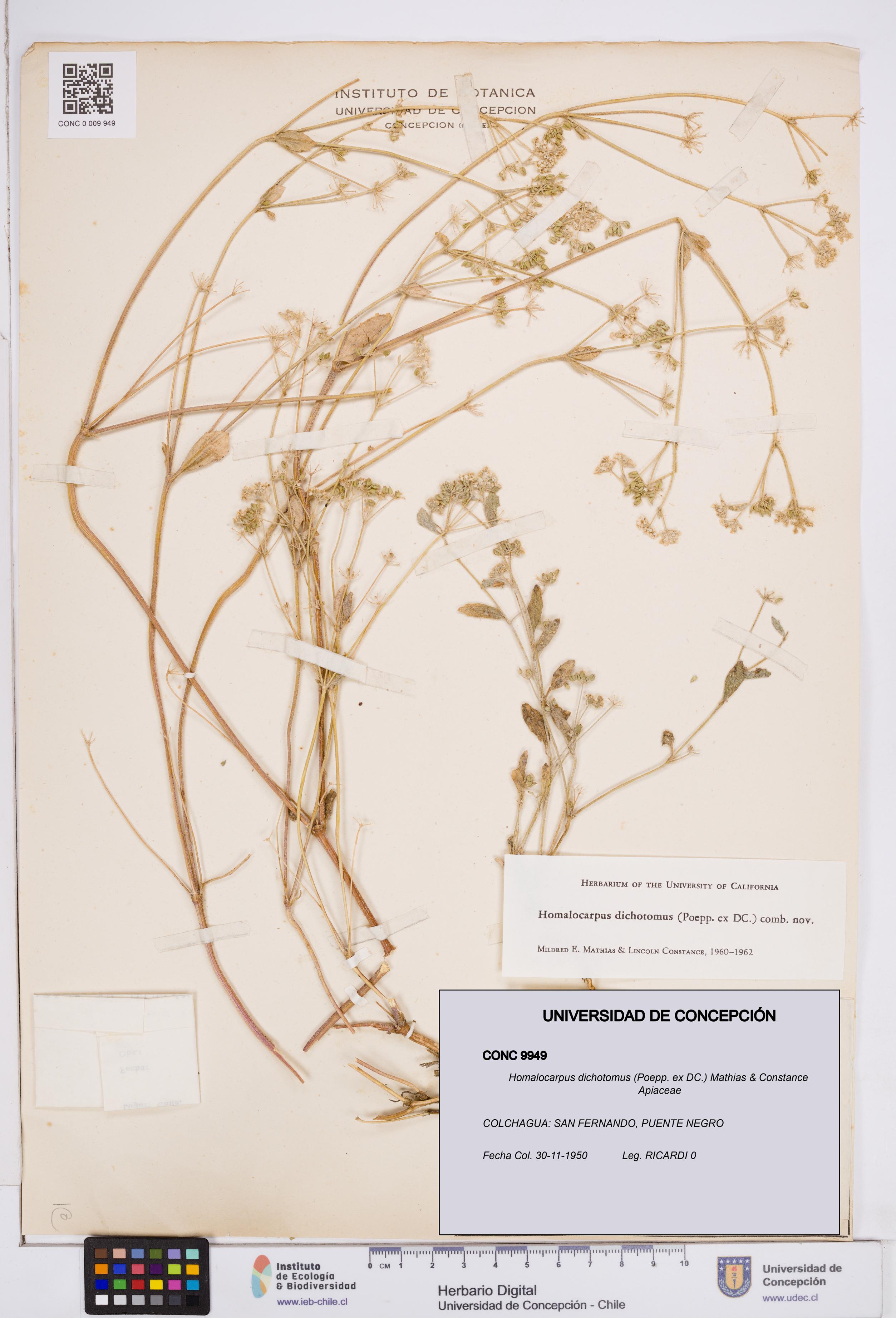 Homalocarpus dichotomus [Espécimen: ]