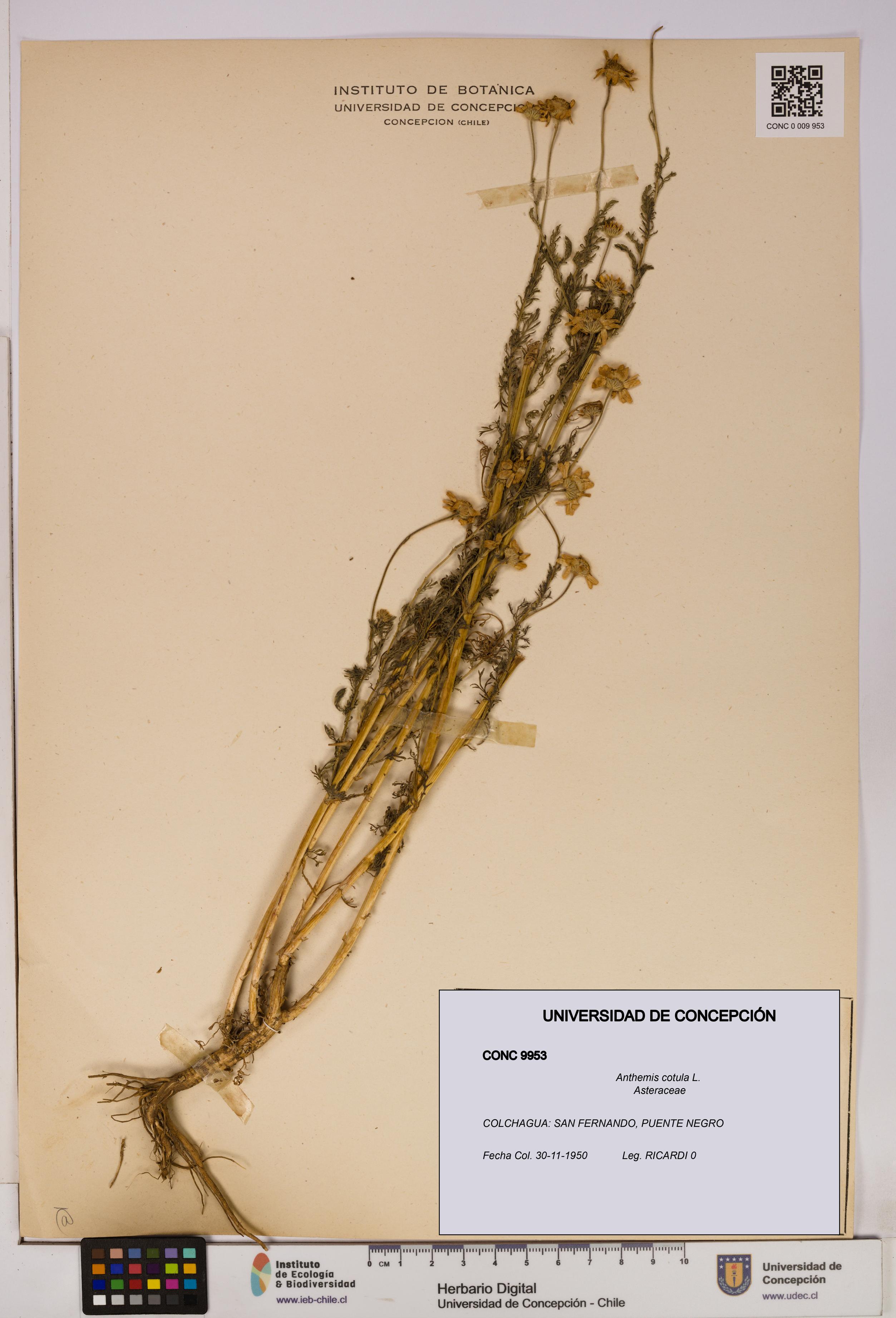 Anthemis cotula [Espécimen: UDEC:CONC:0009953]