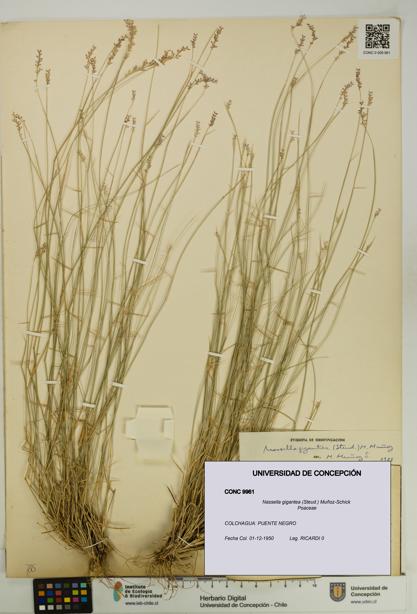 Nassella gigantea [Espécimen: UDEC:CONC:0009961]