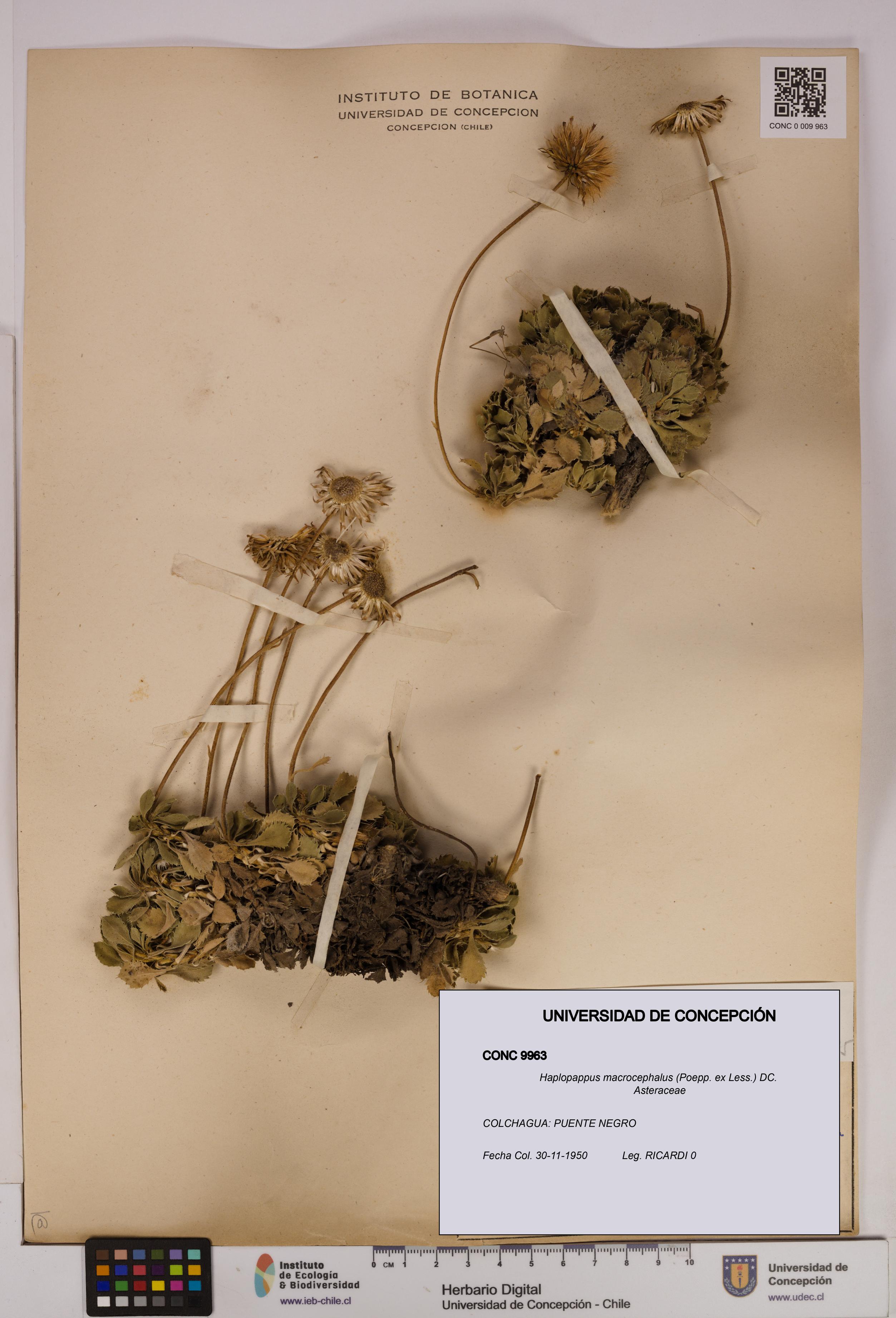 Haplopappus macrocephalus [Espécimen: UDEC:CONC:0009963]