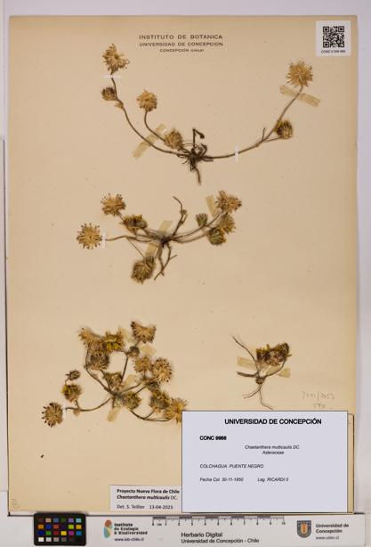 Chaetanthera multicaulis [Espécimen: UDEC:CONC:0009966]