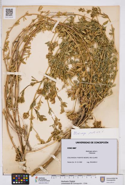 Medicago sativa [Espécimen: ]
