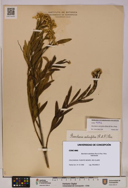 Baccharis salicifolia [Espécimen: UDEC:CONC:0009992]