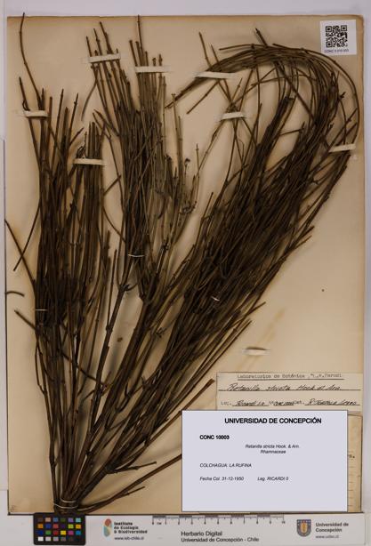 Retanilla stricta [Espécimen: UDEC:CONC:0010003]