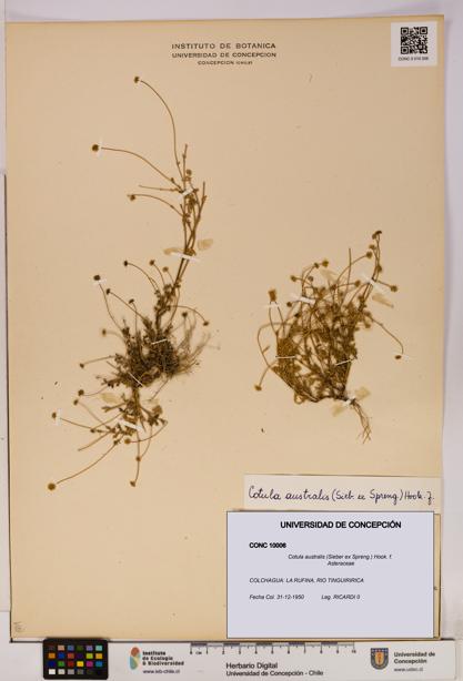 Cotula australis [Espécimen: UDEC:CONC:0010006]