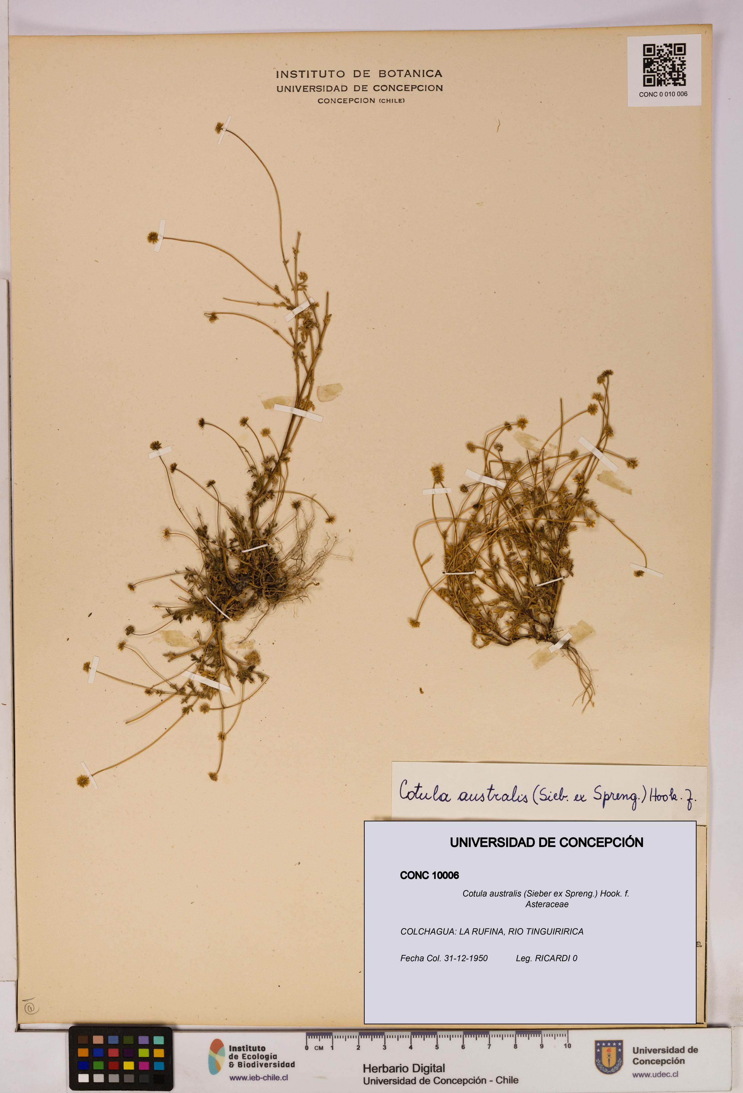 Cotula australis [Espécimen: UDEC:CONC:0010006]