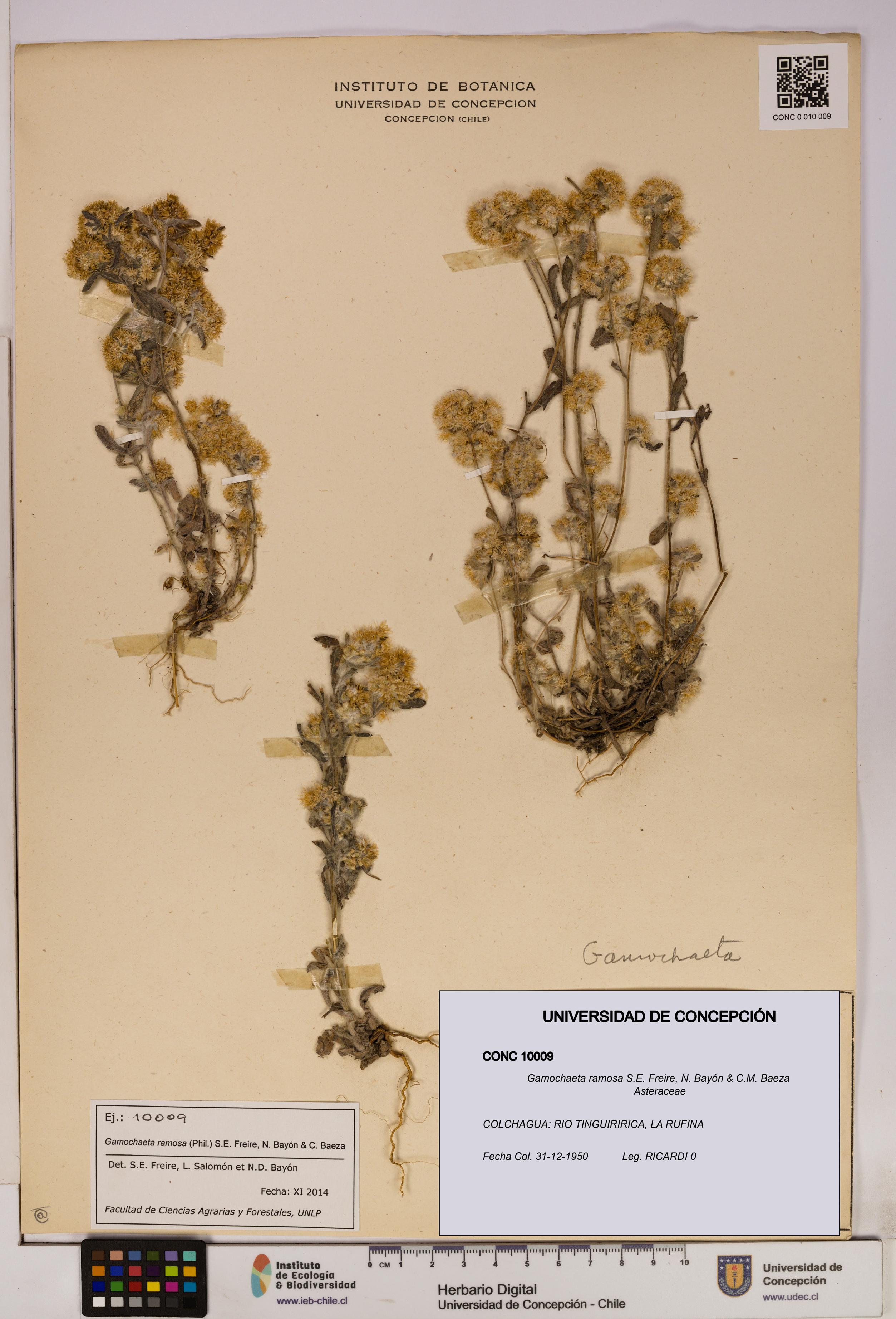 Gamochaeta ramosa [Espécimen: UDEC:CONC:0010009]