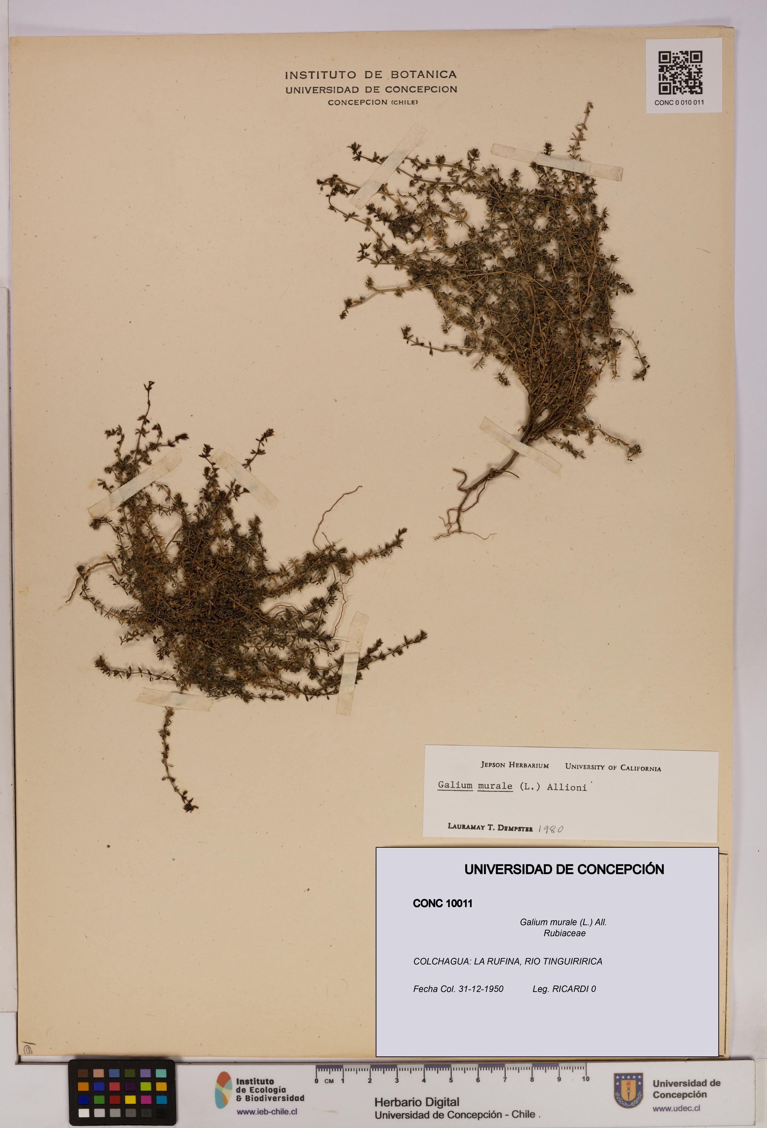 Galium murale [Espécimen: UDEC:CONC:0010011]