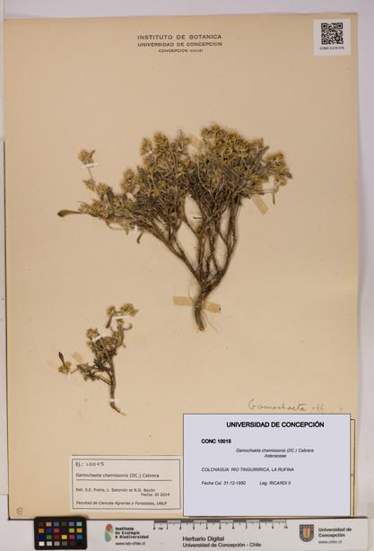 Gamochaeta chamissonis [Espécimen: UDEC:CONC:0010015]