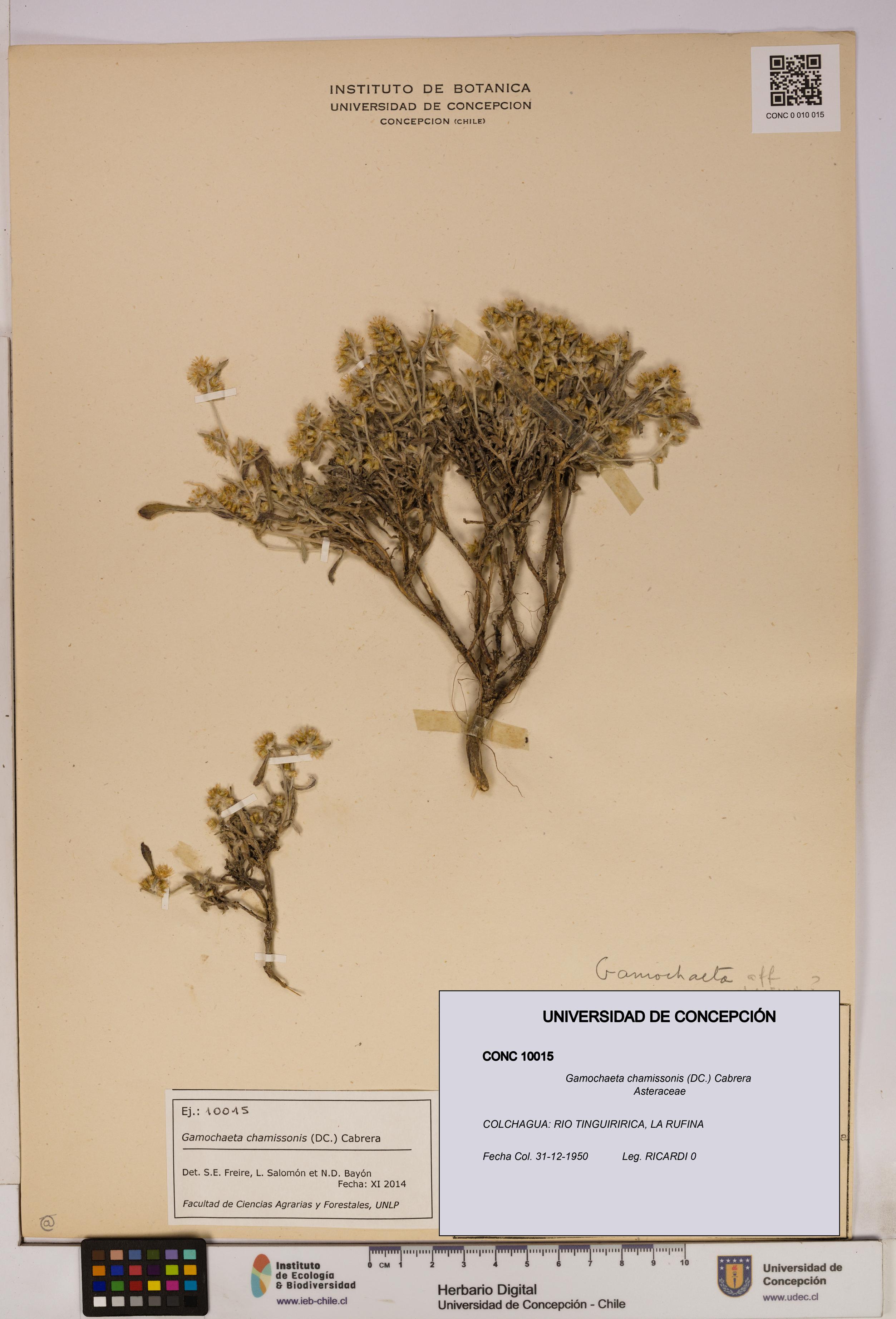 Gamochaeta chamissonis [Espécimen: UDEC:CONC:0010015]