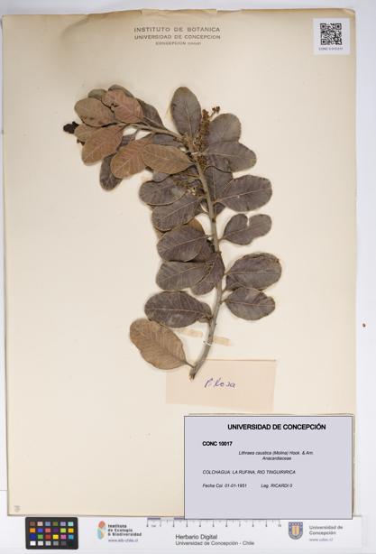 Lithraea caustica [Espécimen: UDEC:CONC:0010017]