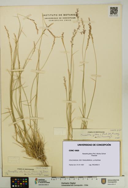 Nassella gibba [Espécimen: UDEC:CONC:0010023]