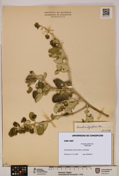Proustia pyrifolia [Espécimen: UDEC:CONC:0010027]