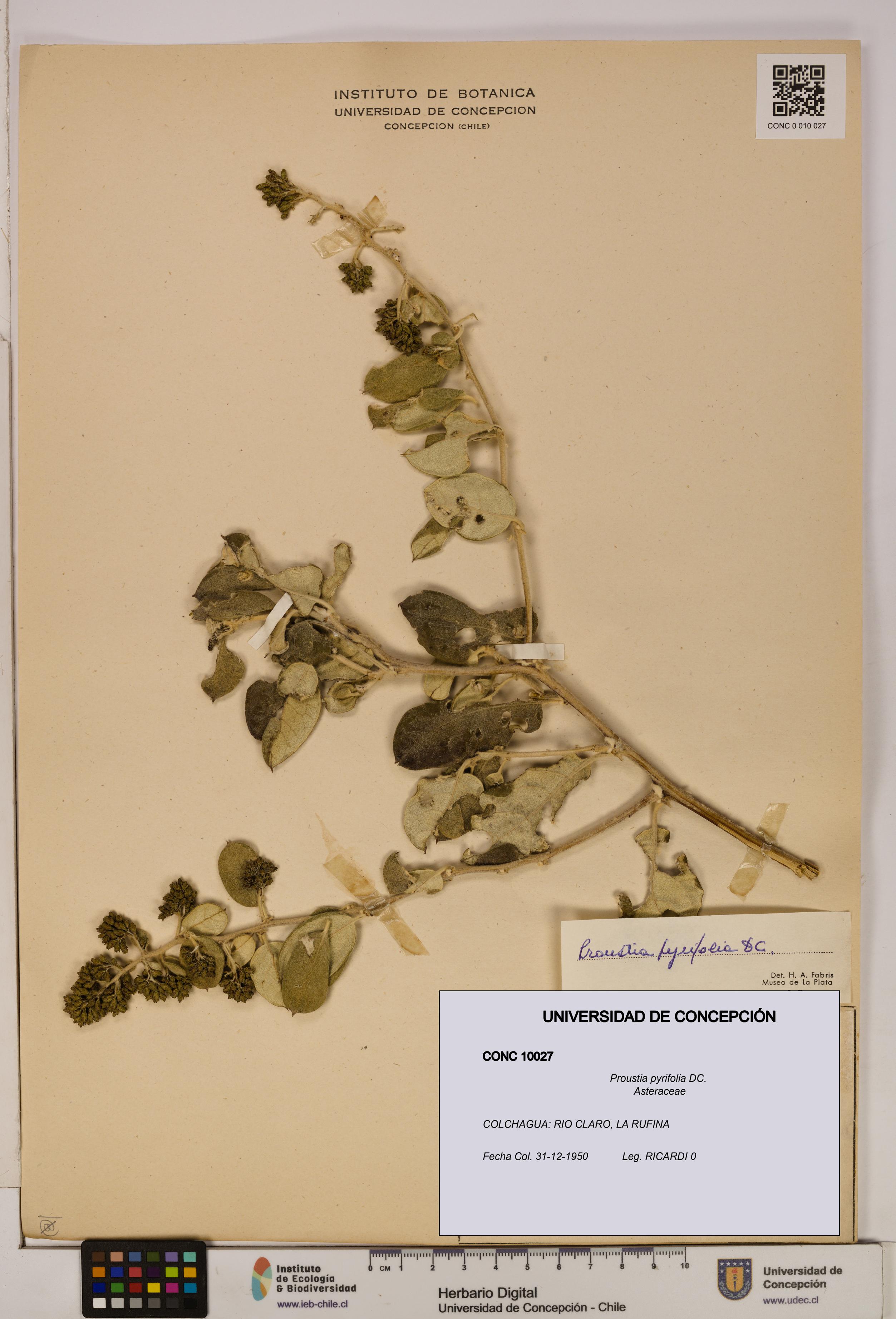 Proustia pyrifolia [Espécimen: UDEC:CONC:0010027]