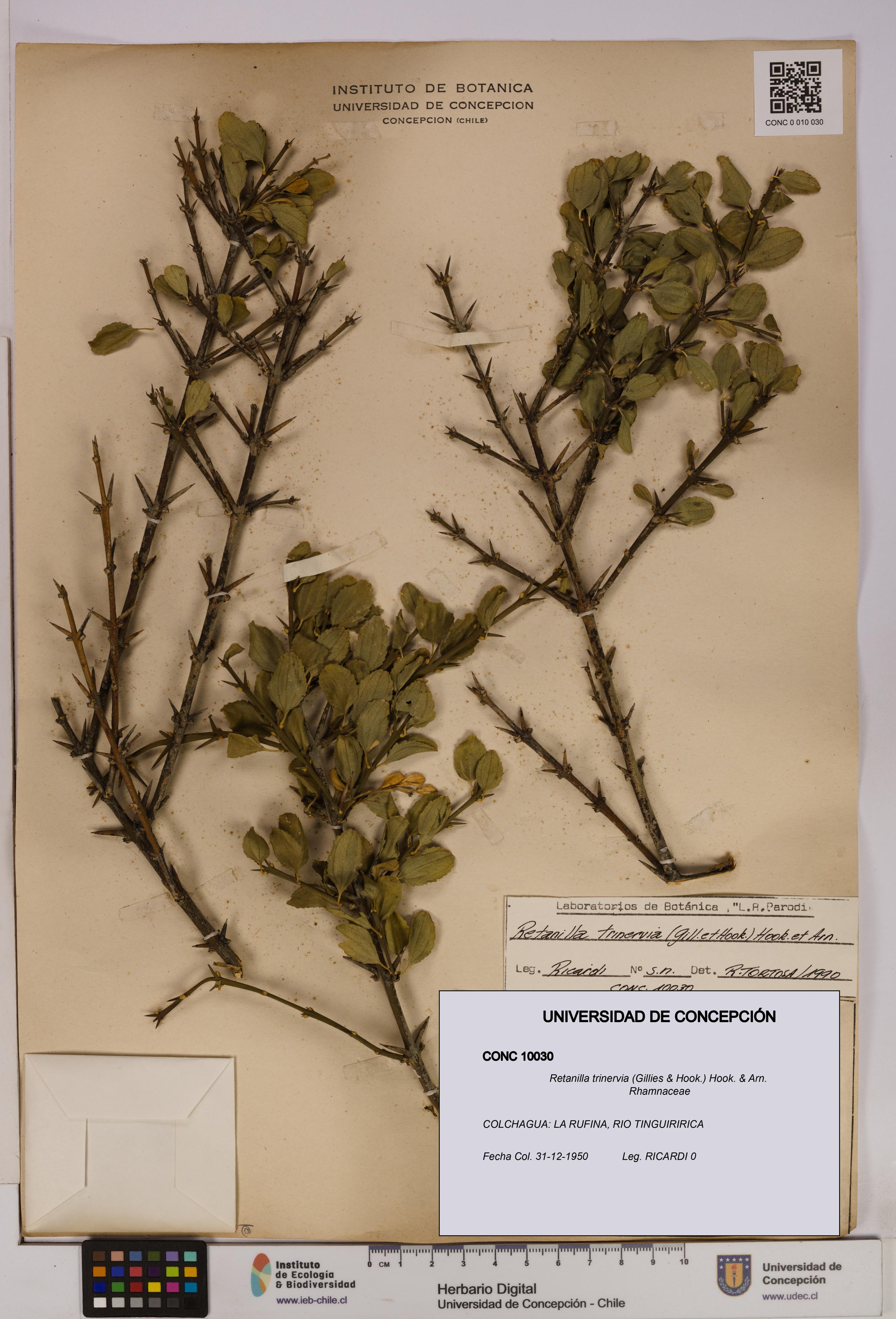 Retanilla trinervia [Espécimen: UDEC:CONC:0010030]