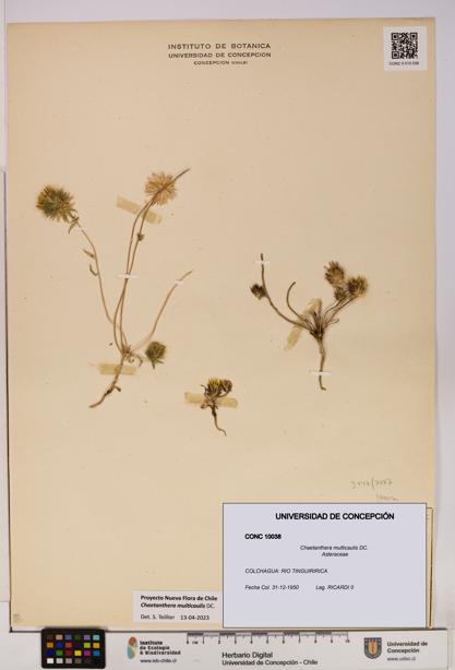 Chaetanthera multicaulis [Espécimen: UDEC:CONC:0010038]