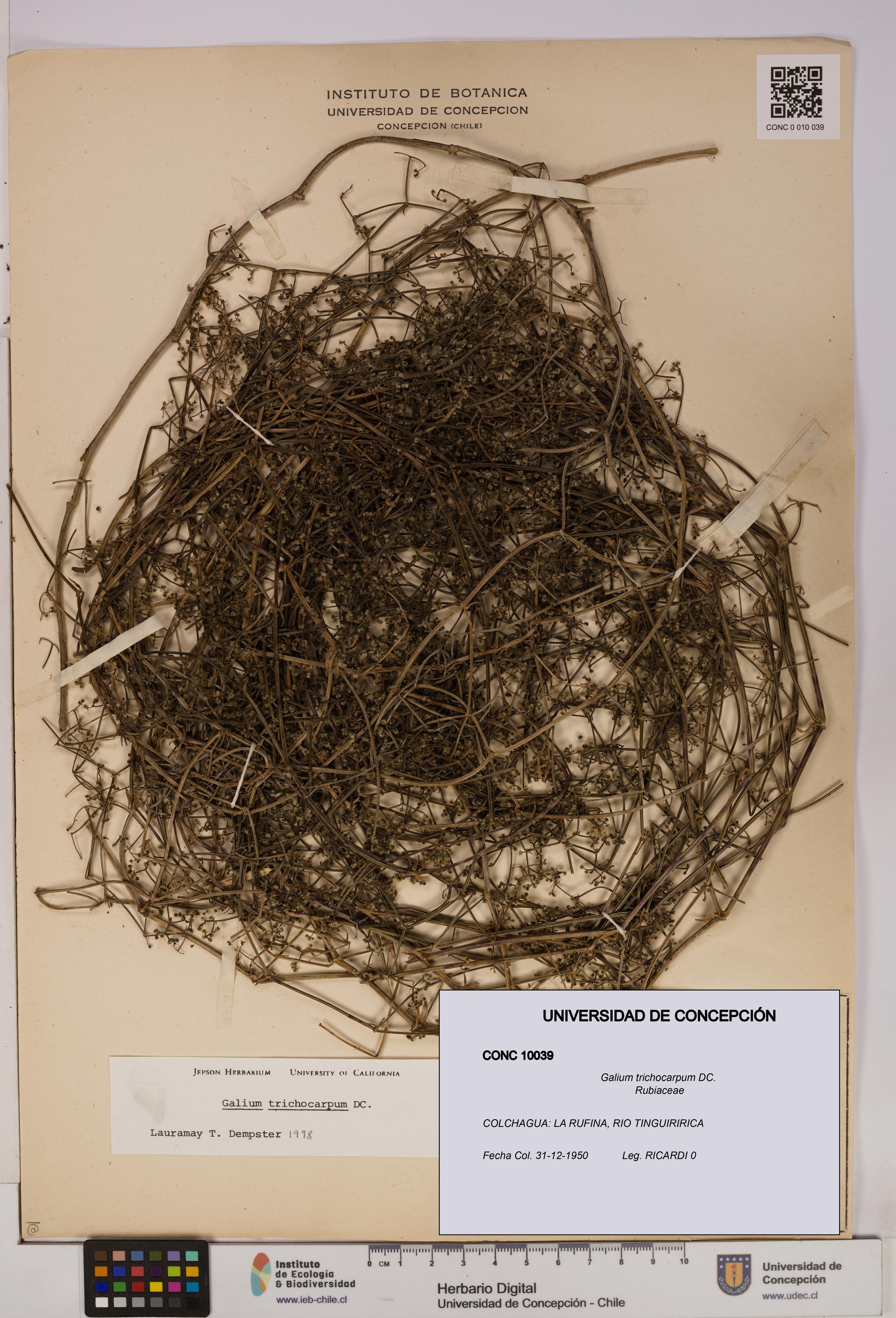 Galium trichocarpum [Espécimen: UDEC:CONC:0010039]