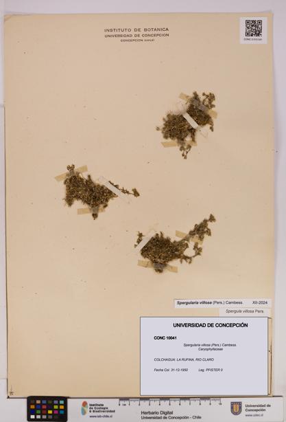 Spergularia villosa [Espécimen: UDEC:CONC:0010041]