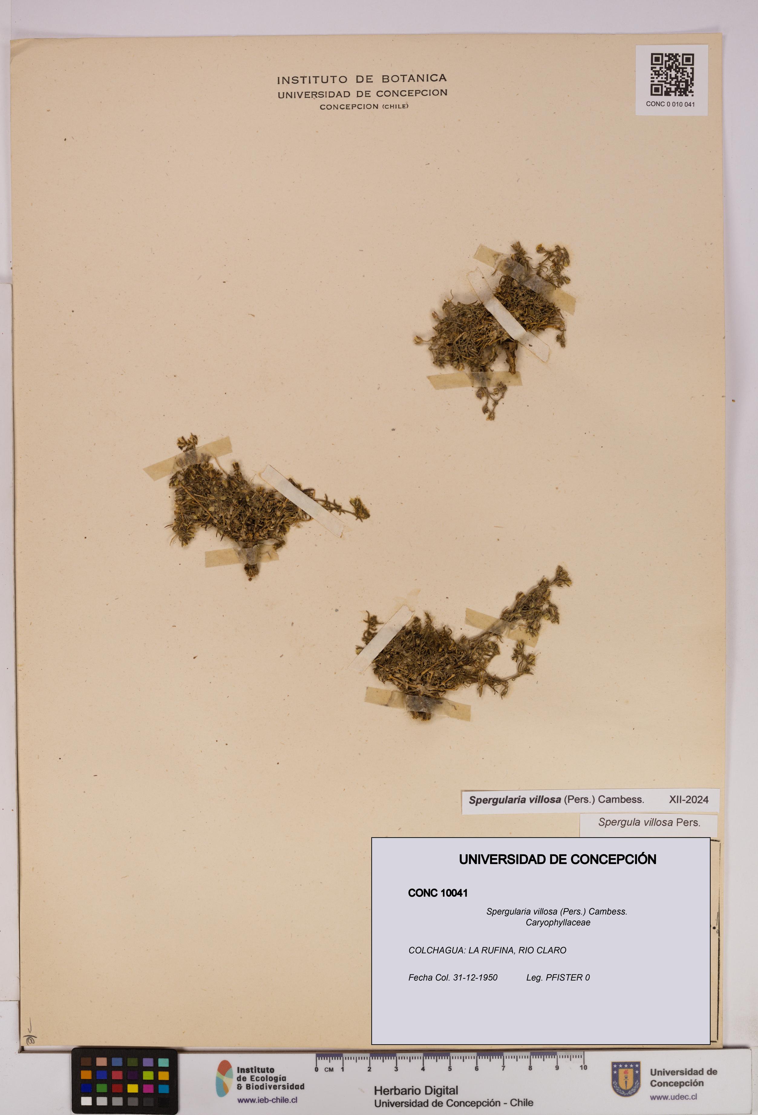 Spergularia villosa [Espécimen: UDEC:CONC:0010041]