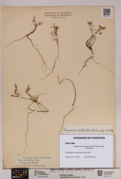 Camissonia dentata [Espécimen: UDEC:CONC:0010046]