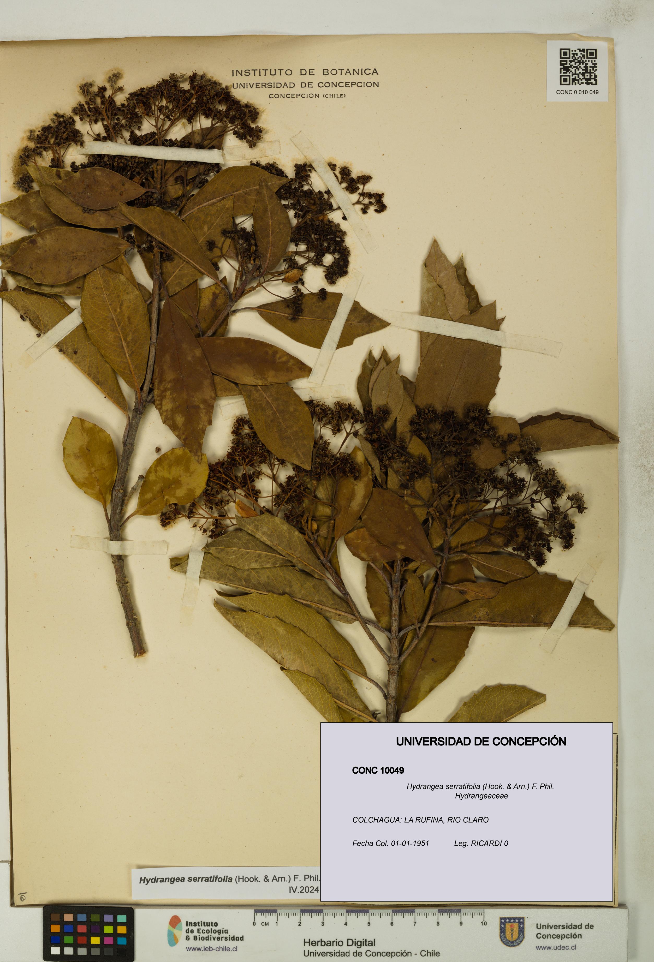 Hydrangea serratifolia [Espécimen: UDEC:CONC:0010049]