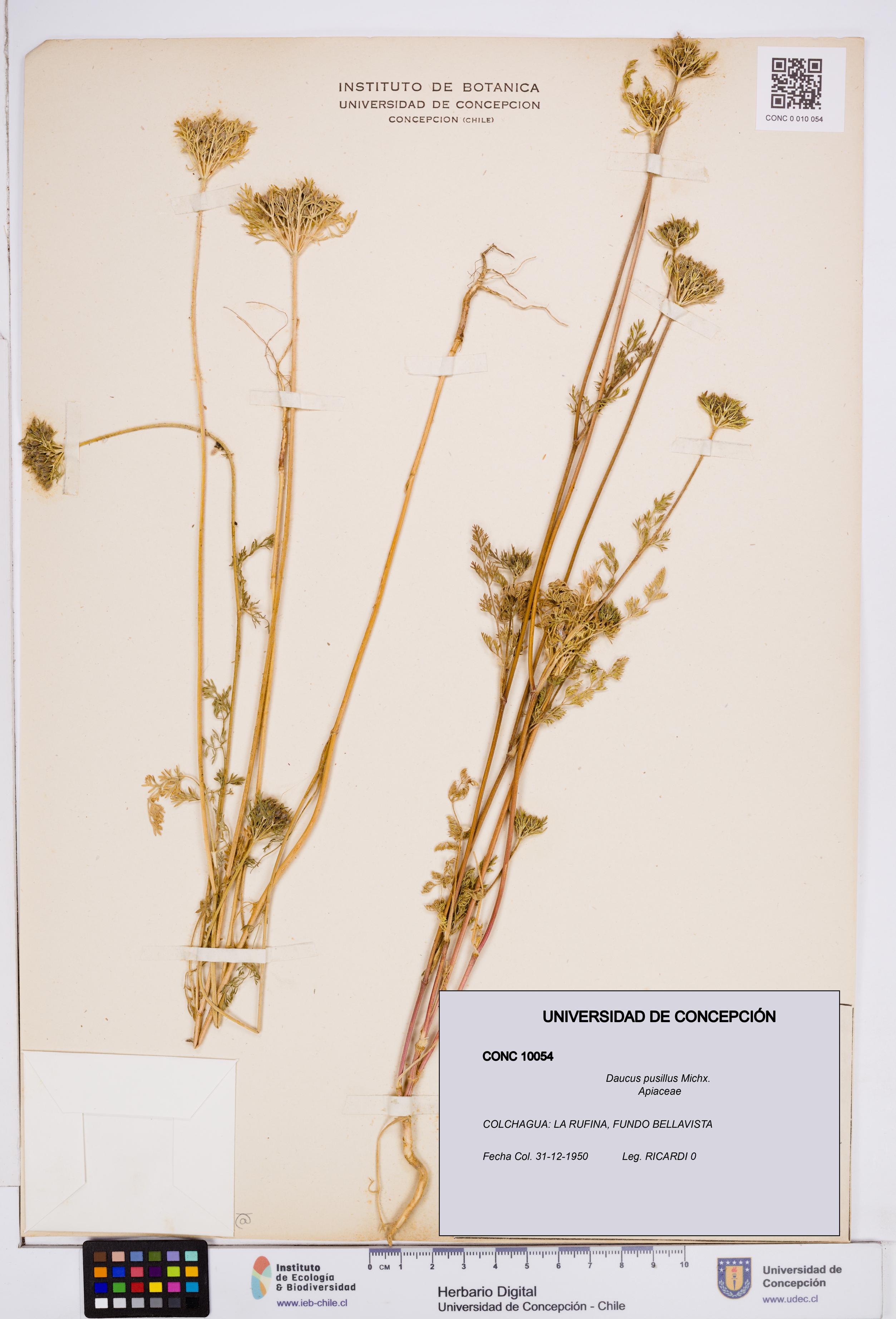 Daucus pusillus [Espécimen: ]
