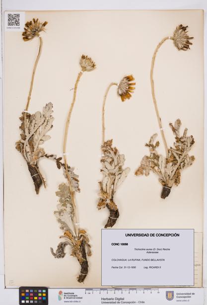 Trichocline aurea [Espécimen: ]