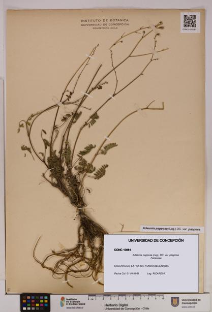 Adesmia papposa var. papposa [Espécimen: UDEC:CONC:0010061]