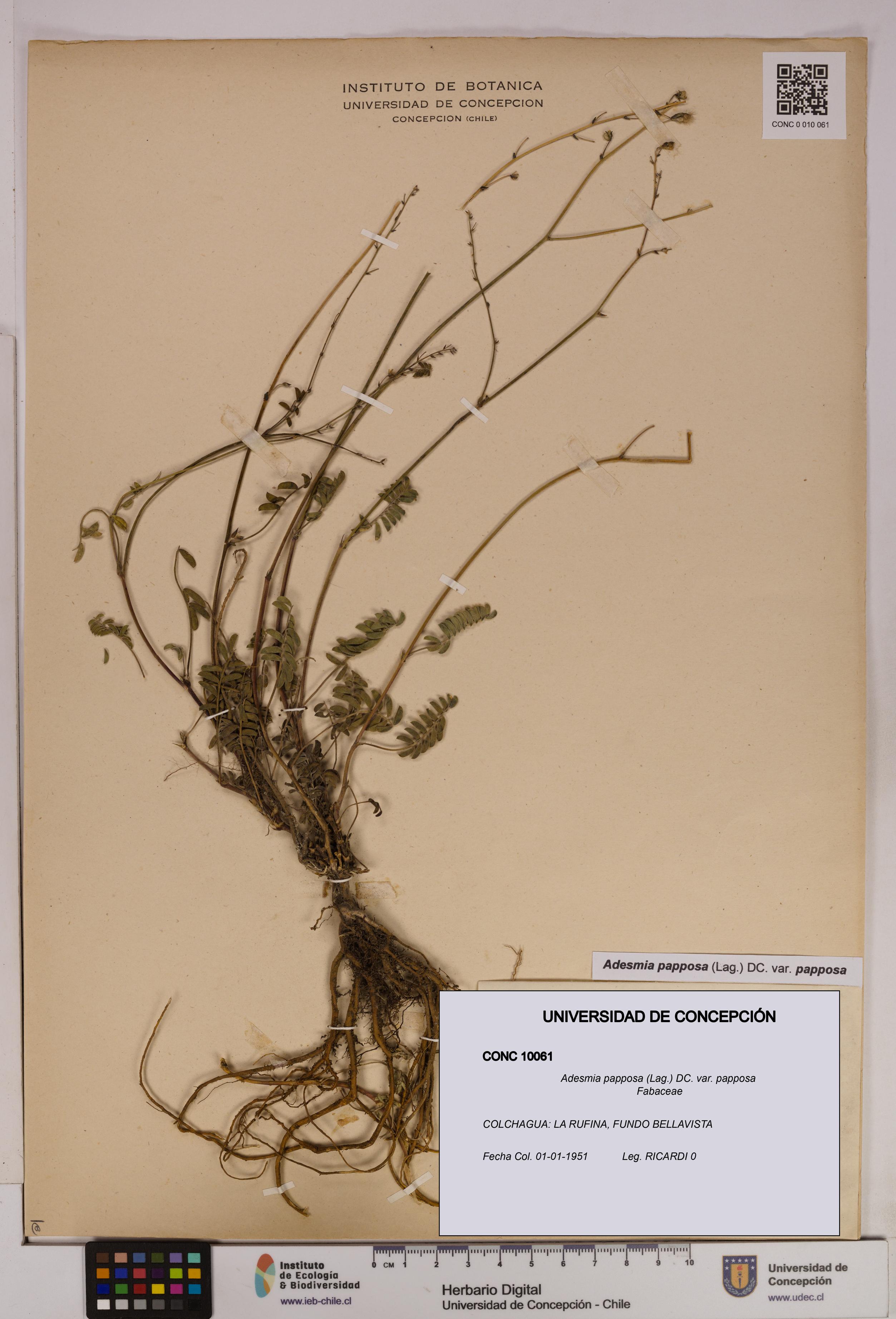 Adesmia papposa var. papposa [Espécimen: UDEC:CONC:0010061]