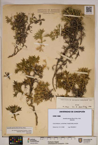 Azorella spinosa [Espécimen: ]