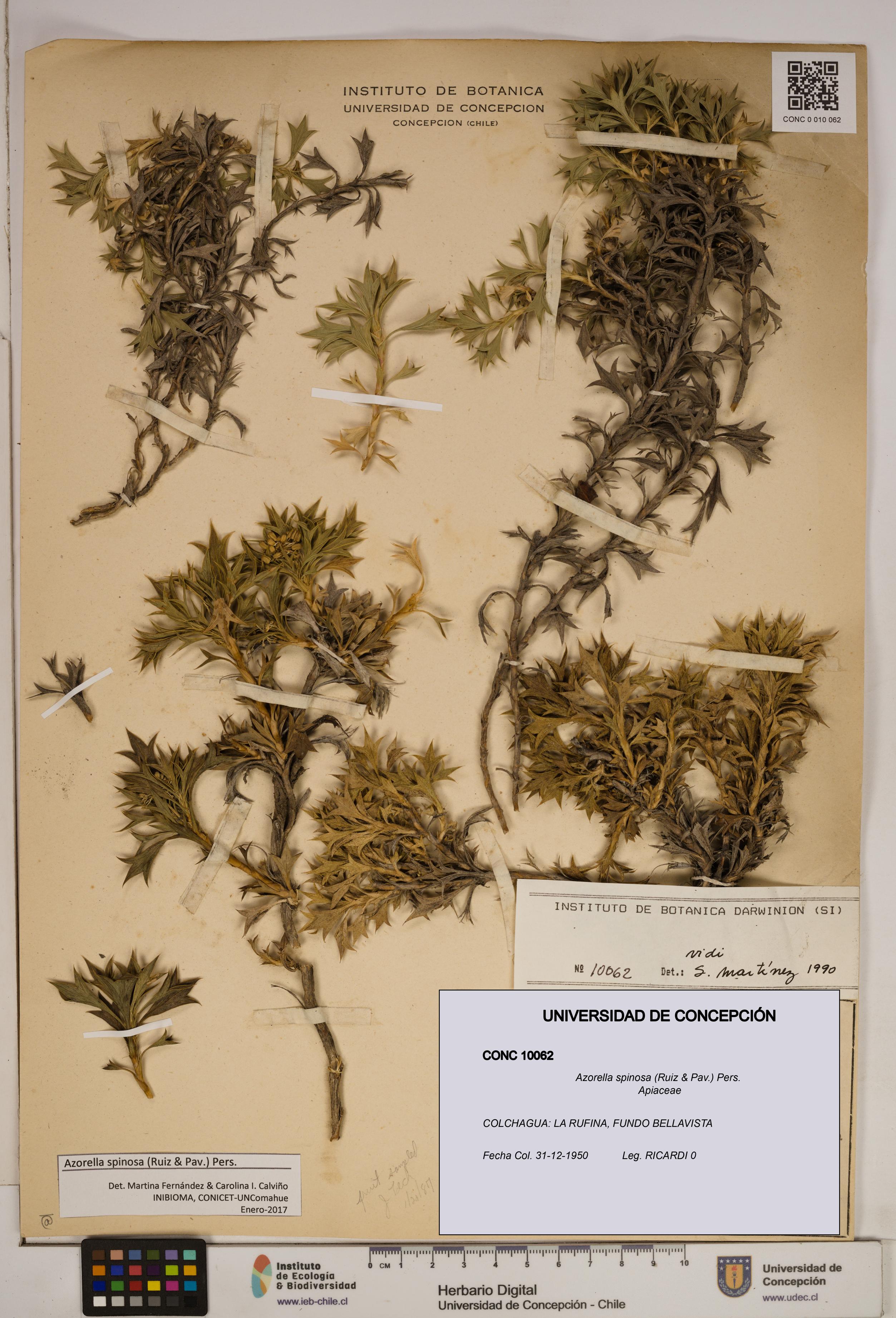 Azorella spinosa [Espécimen: ]