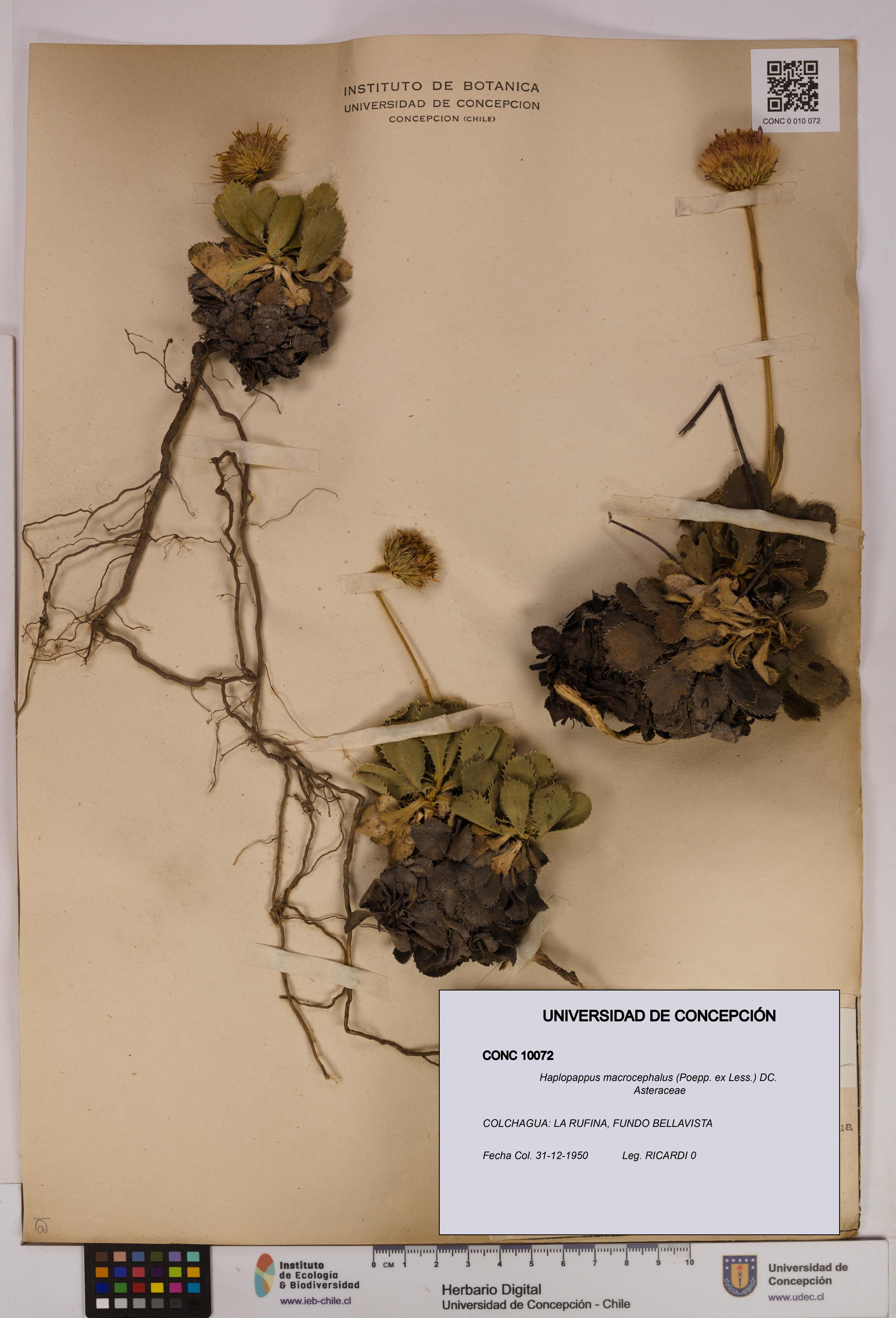 Haplopappus macrocephalus [Espécimen: UDEC:CONC:0010072]