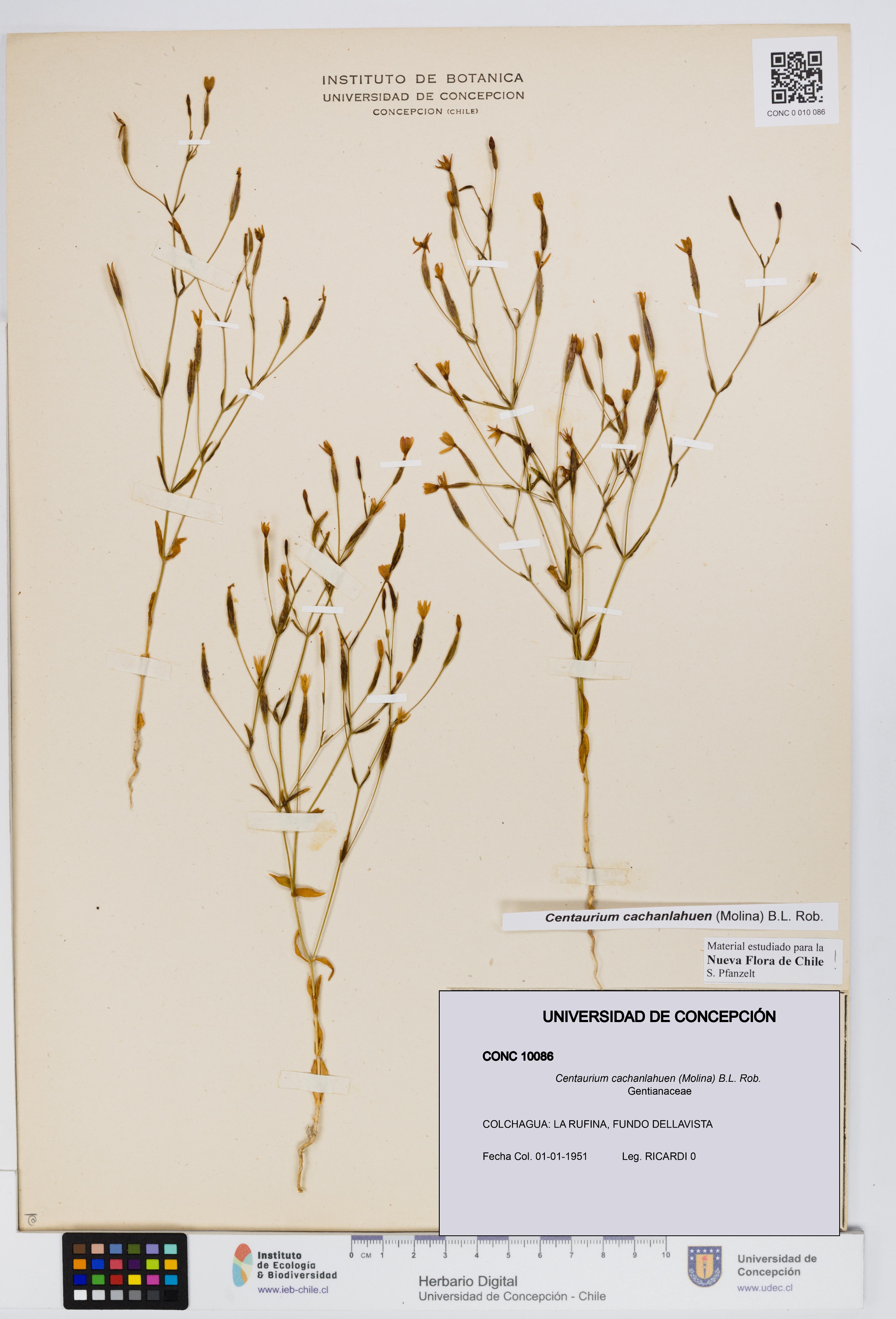 Centaurium cachanlahuen [Espécimen: UDEC:CONC:0010086]