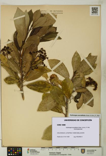 Hydrangea serratifolia [Espécimen: UDEC:CONC:0010090]