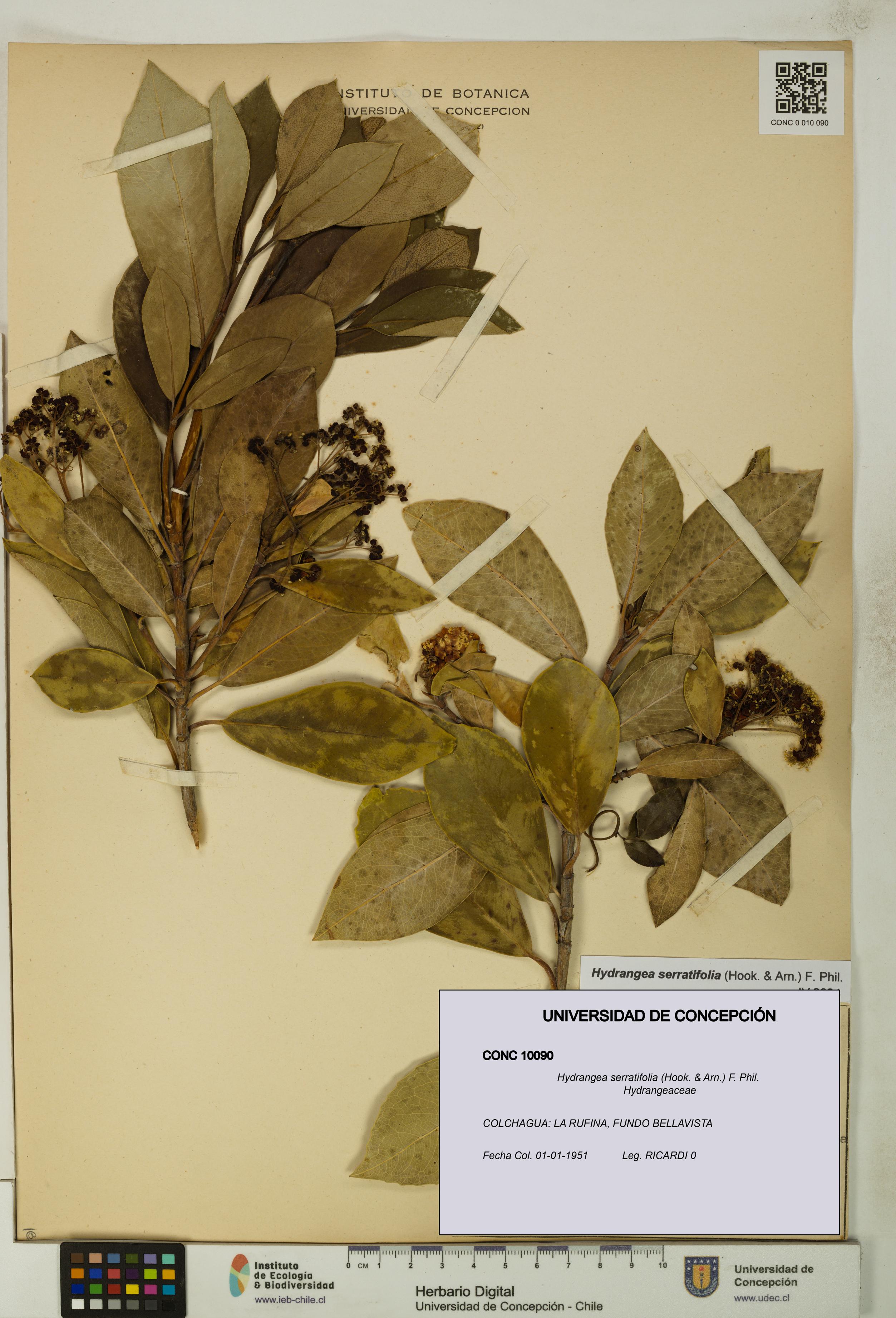 Hydrangea serratifolia [Espécimen: UDEC:CONC:0010090]