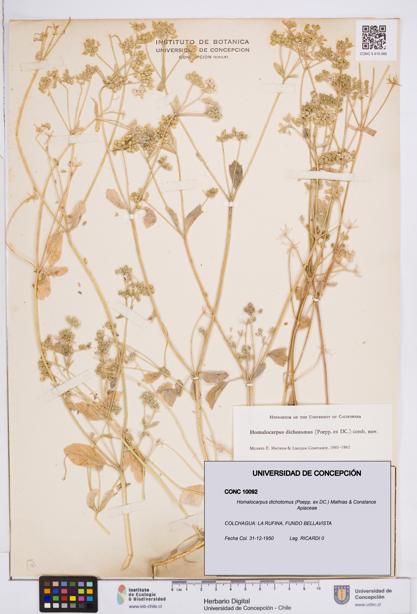 Homalocarpus dichotomus [Espécimen: ]
