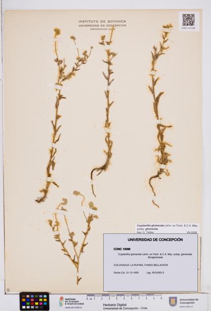 Cryptantha glomerata subsp. glomerata [Espécimen: ]